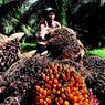22 Pabrik Kelapa Sawit Tutup, Petani Teriak Butuh Uang dan Kompensasi Harga Pupuk