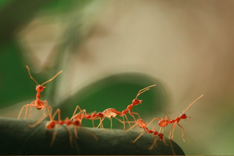 Ilustrasi semut merah.
