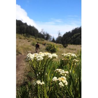 Edelweis di Mahameru