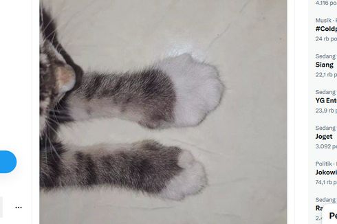 Kaki Kucing Bengkak akibat Tersengat Tawon, Ini Cara Penanganannya