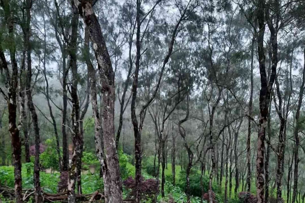 Hutan pinus di Fatumnasi.