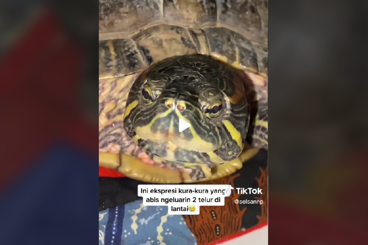 Viral video kura-kura bertelur tanpa pejantan