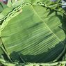 3 Cara Pilih Daun Pisang untuk Bungkus Nasi Bakar agar Tidak Sobek