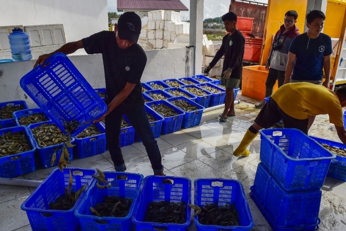 Hasil udang dari tambak CSS