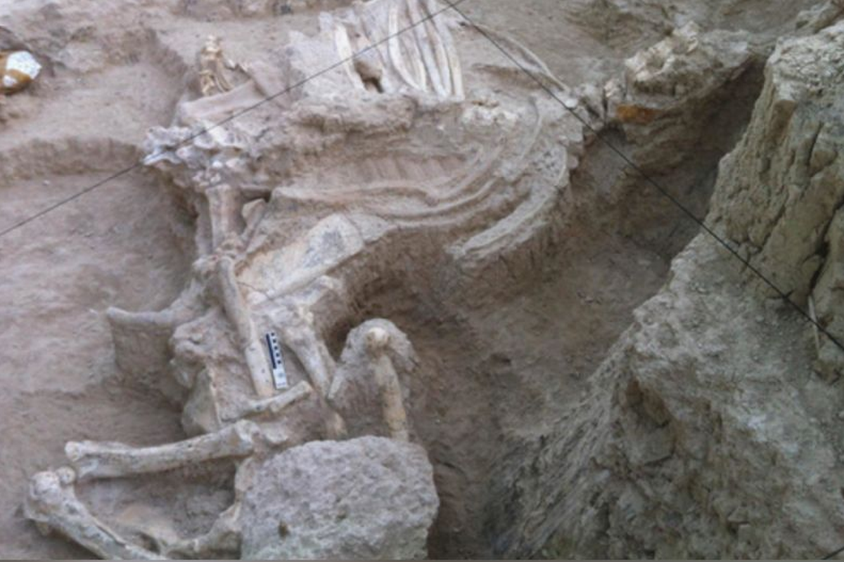 Fosil Decennatherium rex, nenek moyang jerapah yang ditemukan situs Batallones-10 di Spanyol

