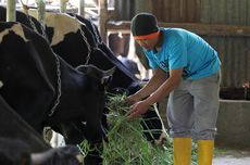 Learn to Milk a Cow at This Ecotourism Site in Jakarta, Indonesia