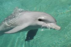 BMKG Prakirakan Hujan Lebat di Aceh 30-31 Desember, Risiko Banjir dan Longsor Meningkat