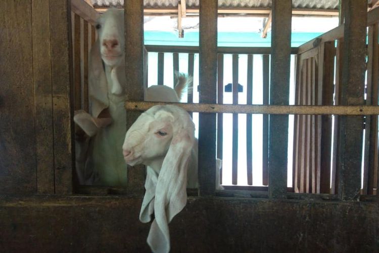 Puluhan kambing asal Kecamatan Senduro batal berangkat ke Bali akibat merebaknya wabah PMK
