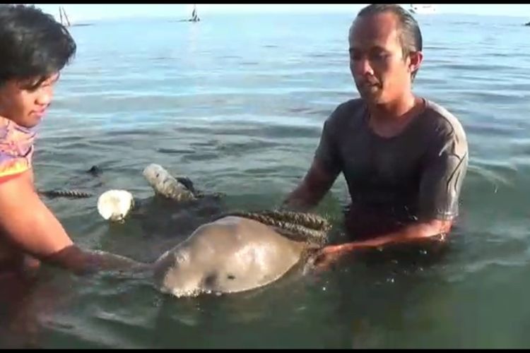 Seekor dugong sepanjang 1 meter yang terdampar di Pantau Galung Tulu', Kecamatan Balanipa, Polewali Mandar, Sulawesi Barat, pada Senin (13/9/2021) sore.