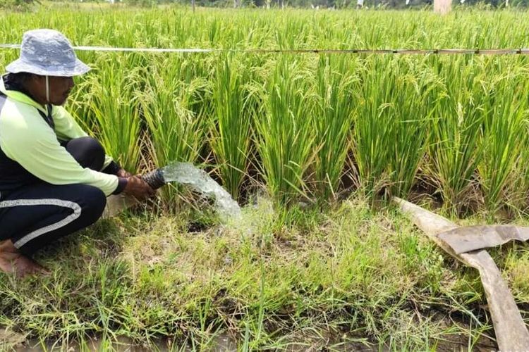 Rusmana (55) petani Desa Leuwidingding Kecamatan Lemahabang Kabupaten Cirebon menunjukan derasnya pancuran air yang keluar dari pompa listrik untuk mengaliri sawahnya pada Selasa (29/10/2024) siang. Pompa berbasis listrik memiliki tenaga serap dan dorong yang kuat dibanding diesel pompa berbasis BBM..