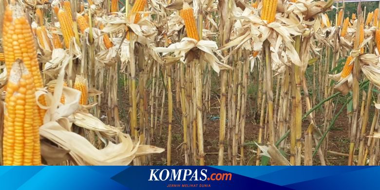 Ini 5 Cara Pemerintah Meningkatkan Kualitas Pangan