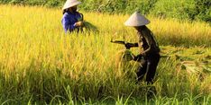 Antisipasi Gagal Panen, Kementan Dorong Petani Ikut Asuransi