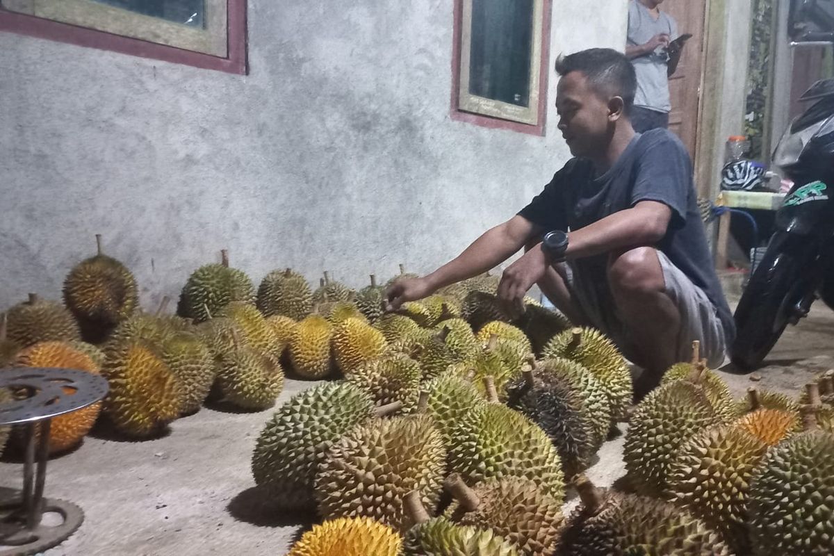 Sokoagung di Kecamatan Bagelen adalah salah satu sentra penghasil durian lokal berkualitas wahid di Kabupaten Purworejo. Durian tersebut dikenal dengan sebutan durian pithi.