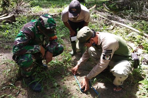 Harimau Terkam 2 Anak Sapi di Kampar, Warga Diimbau Waspada