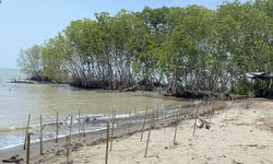 Cerita Lestari dari KG Media, Upaya Tanam Mangrove demi Masa Depan Berkelanjutan