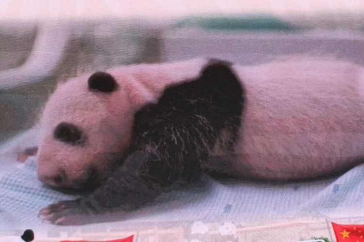 Bayi panda yang lahir di Taman Safari Indonesia (TSI), Bogor, pada 27 November 2025 sekitar pukul 17.00 WIB diberi nama Satrio Wiratama oleh Presiden Prabowo Subianto. Bayi panda jantan tersebut kemudian diberi nama panggilan Rio dan saat ini usianya memasuki hari ke-40 saat diumumkan pemerintah pada Selasa (6/1/2026).