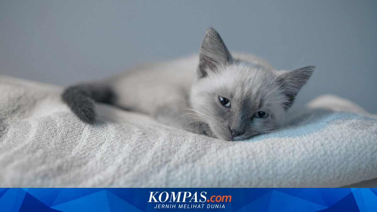 Tetap Aman Memelihara Kucing meski Punya Alergi, Begini Caranya