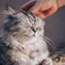 8 Ras Kucing Terbaik untuk Dipelihara di Ruang Terbatas