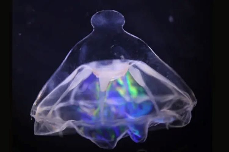 Beberapa spesimen subspesies ubur-ubur Botrynema brucei ellinorae memiliki tonjolan pada loncengnya (gambar), sementara yang lainnya tidak. 