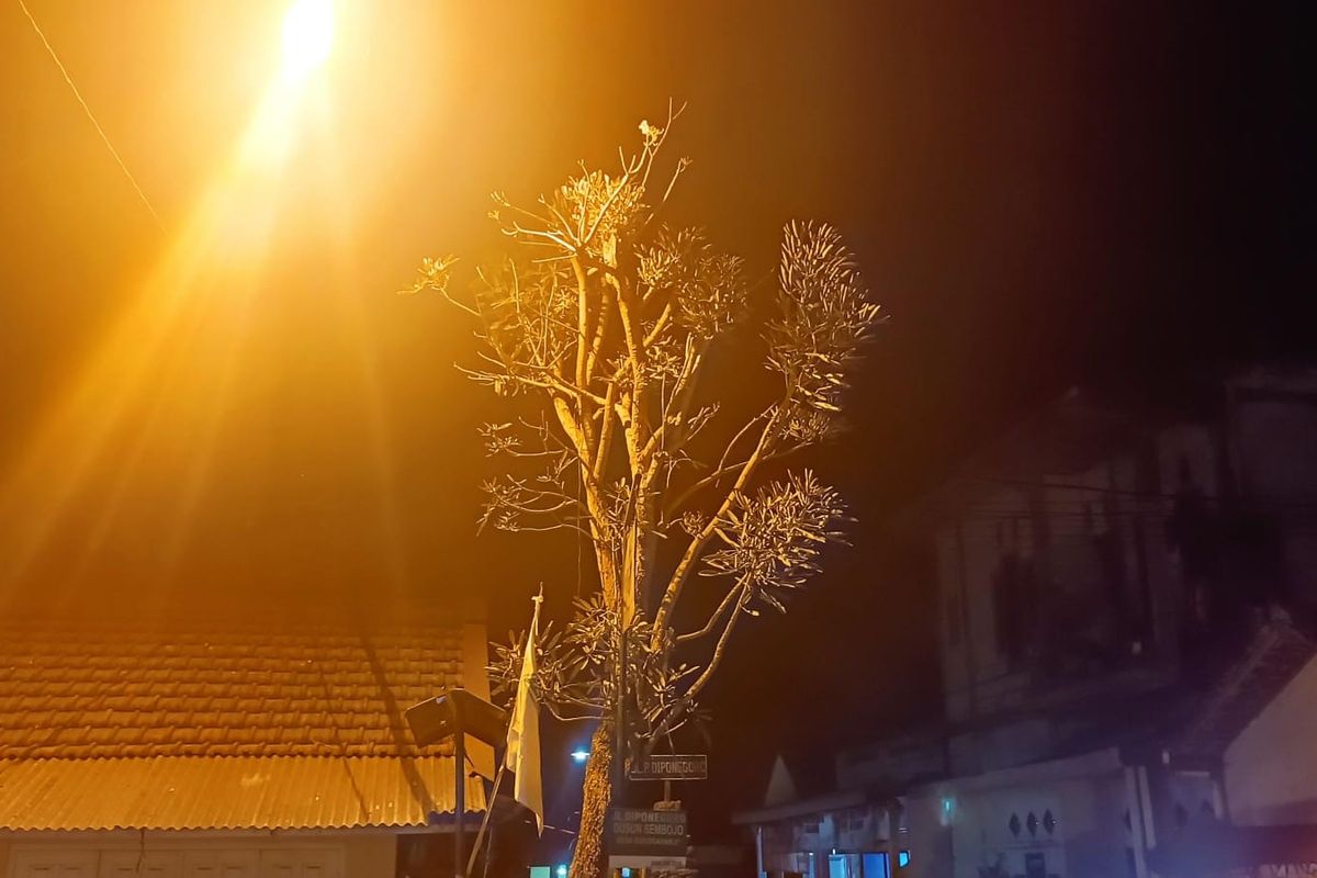 Pohon Tabebuya di Malang mengeluarkan air dari ujung rantingnya.