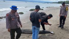 Lumba-lumba Hidung Botol Mati Terdampar di Pantai Jembrana
