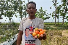 Cuaca Ekstrem Landa Madiun, Petani Tomat Gagal Panen