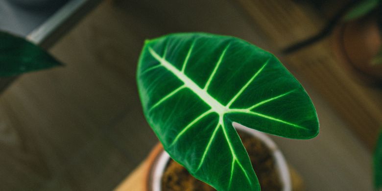 Ini Penyebab Daun Alocasia Layu Dan Solusinya Halaman All Kompas Com