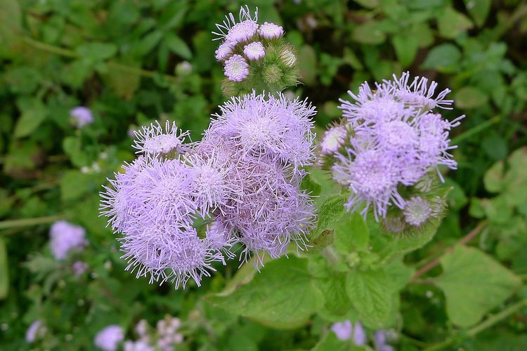 Ilustrasi gulma bandotan atau babandotan.