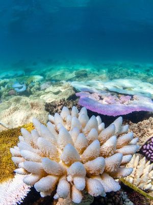 Salah satu karang memutih di Great Barrier Reef, Australia