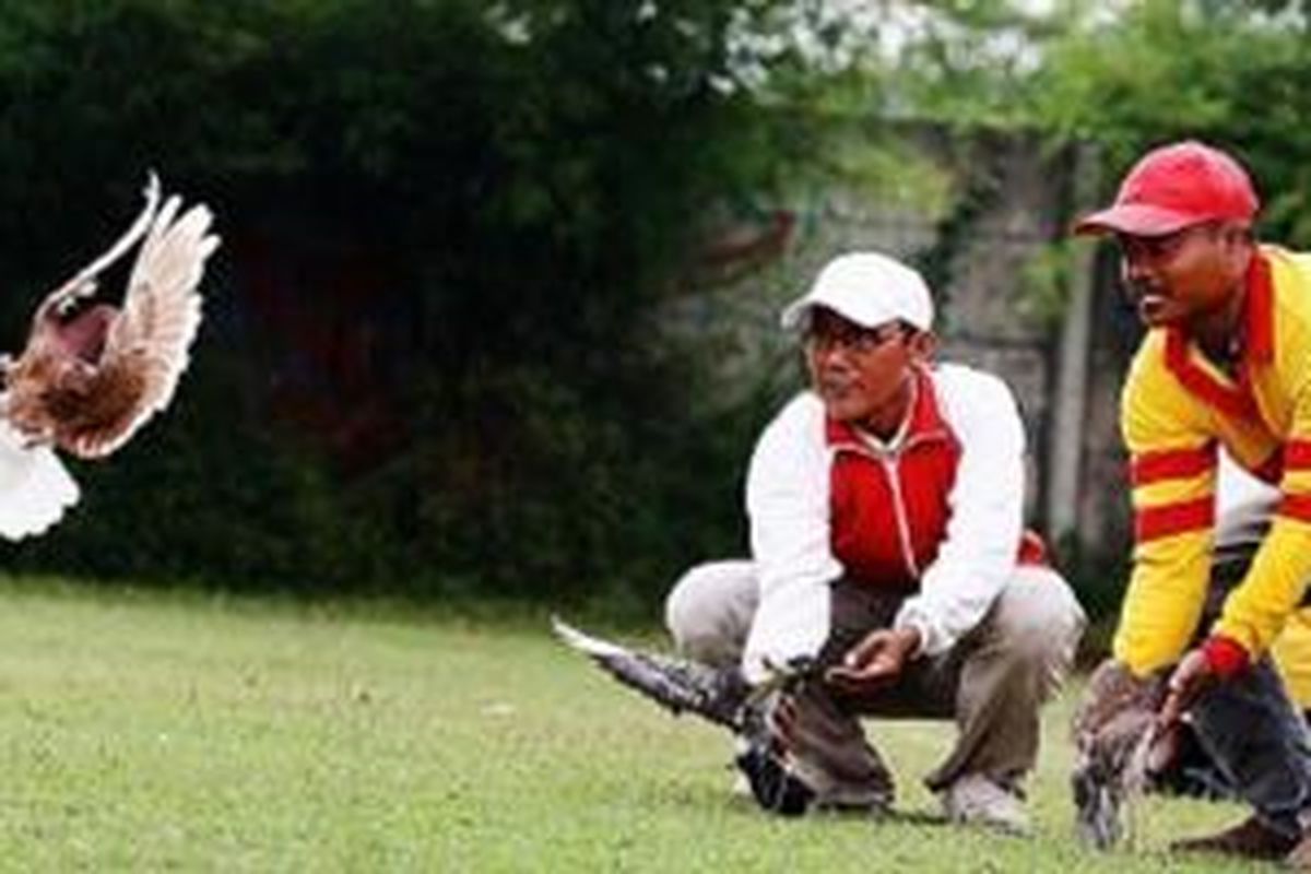 Penggemar burung merpati, Kamis (14/11/2013), melatih merpatinya di lapangan Taman Kebun Jeruk, Jakarta Barat, untuk persiapan menghadapi kejuaraan nasional merpati balap di Marunda. 