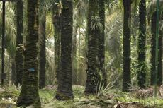 2 Perusahaan Sawit di Belitung Timur Diduga Rambah Hutan, Belum Bisa Diusut Polisi