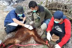 Satu Orangutan Liar Dievakuasi dari Kebun Warga, Diduga Tersesat