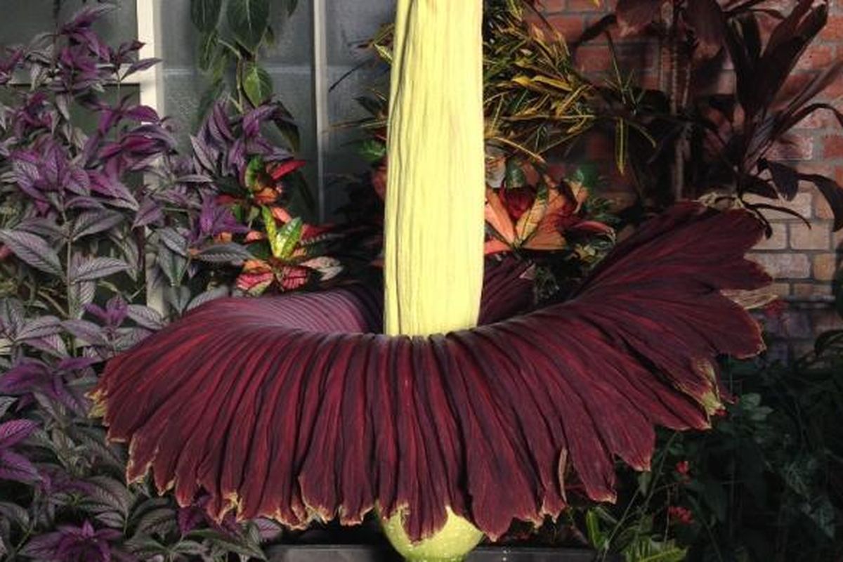 Bunga bangkai (Amorphophallus titanum) mekar di Auckland, Selandia Baru, Rabu (17/6). Ribuan pengunjung mengantre untuk melihat dan berfoto dengan bunga asal Indonesia ini.