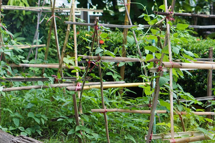 Ilustrasi lahan tanaman sayuran, penggunaan ajir untuk budidaya tanaman sayuran. 