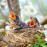 7 Hal tentang Bayi Burung yang Perlu Diketahui Sebelum Memeliharanya
