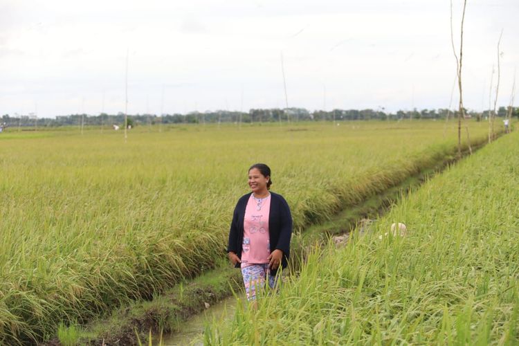 Ilustrasi sawah siap panen.