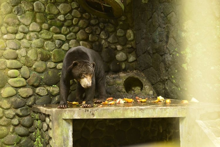 Beruang madu (Helarctos malayanus) dalam masa pemulihan usai operasi cabut gigi di Wildlife Rescue Centre (WRC), Kulon Progo, Daerah Istimewa Yogyakarta. Beruang ini disita dari lembaga konservasi di Madura, Jawa Timur Kementerian Lingkungan Hidup dan Kehutanan RI lalu, bersama orangutan yang juga ada di kebun binatang itu, akan dipulangkan ke habitatnya di Kalimantan Timur dalam waktu dekat.