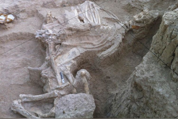 Fosil nenek moyang jerapah, Decennatherium rex, yang belum pernah ditemukan sebelumnya. Fosil ini ditemukan di situs kuno, Batallones-10 di Spanyol.