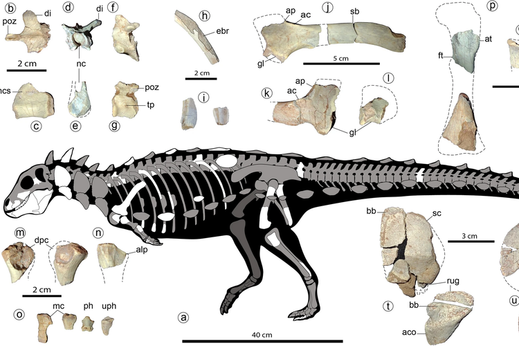 Fosil dinosaurus Jakapil kaniukura ditemukan di Argentina. Ahli menyebut dinosaurus ini memiliki duri berlapis baja. 