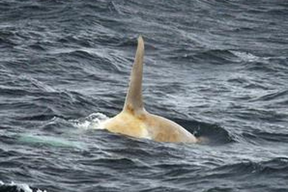 Seekor paus berwarna putih yang terekam di Kepulauan Aleutian, Alaska.