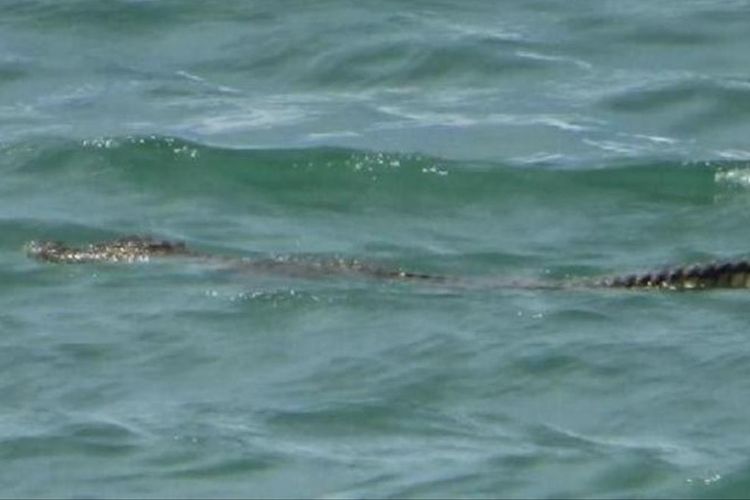 Seekor buaya terlihat berenang di Pantai Desa Passo, Kecamatan Baguala, Ambon, Minggu sore (11/8/2019) FOTO BKSDA MALUKU