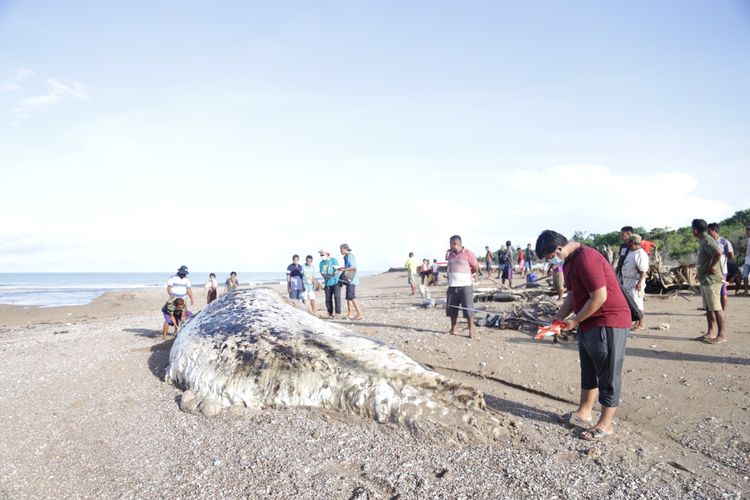 Tim dari Balai Kawasan Konservasi Perairan Nasional (BKKPN) Kupang, mendatangi pantai di Desa Pantulan, Kecamatan Sulamu, Kabupaten Kupang, Nusa Tenggara Timur (NTT), untuk mengidentifikasi bangkai paus