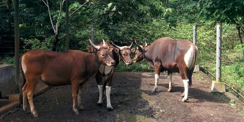 Sapi Jaliteng hasil peranakan sapi Bali dan banteng Jawa di Taman Safari Indonesia 2 (TSI 2), Prigen, Pasuruan, Jawa Timur.