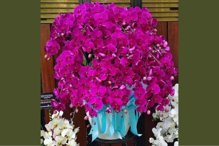 Anggrek Bulan Ungu Jadi Hadiah Ultah Jokowi dari Prabowo, Ini Artinya