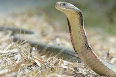 Inilah King Cobra, Salah Satu Ular Paling Berbisa di Dunia