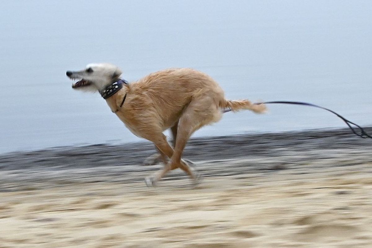 Phelan, anjing tercepat di Amerika