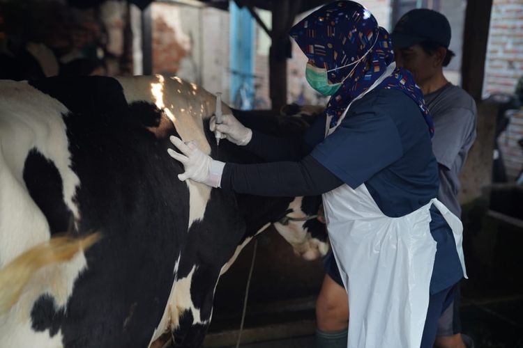 VAKSIN PMK—Petugas Dinas Ketahanan Pangan dan Pertanian Kota Madiun menyuntikan vaksin PMK pada hewan ternak sapi milik warga di Kota Madiun, Jawa Timur, Senin (27/6/2022).