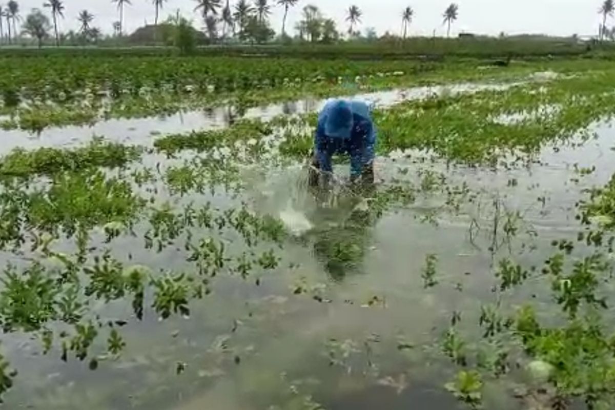 Tangkapan layar petani yang mengalami gagal panen semangka di lahan pertanian pasir pantai di Kalurahan Banaran, Kapanewon Galur, Kabupaten Kulon Progo, Daerah Istimewa Yogyakarta. Mereka meratapi nasib lahannya yang rusak akibat tergenang air. Lahan pertanian tidak jauh dari obyek wisata Pantai Trisik.