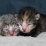 12 Gejala Fading Kitten Syndrome pada Anak Kucing, Apa Saja?