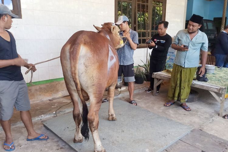 Tawarkan Perawatan Sapi Gratis Jelang Idul Adha, Peternak Diserbu Pembeli